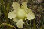 Yellow trumpets